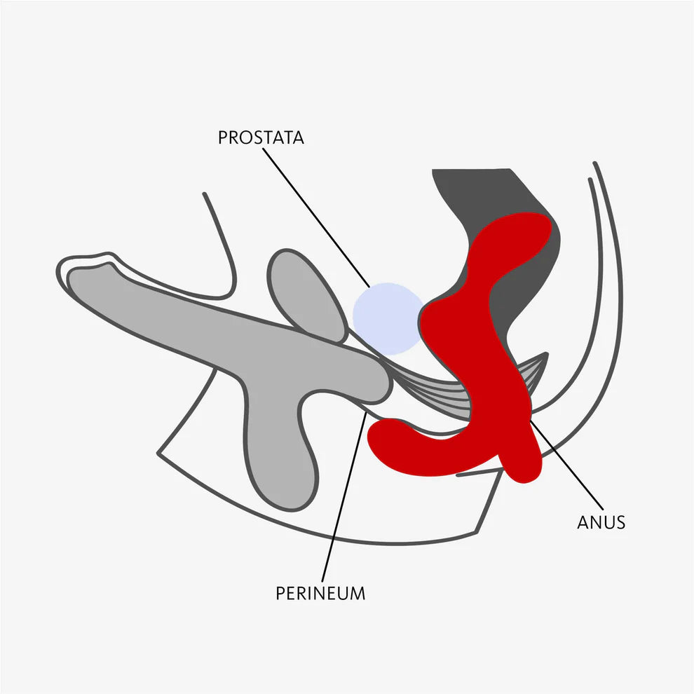 Duke, le vibrateur de prostate